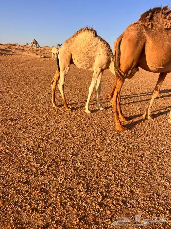 حاشي خمس شهور 0