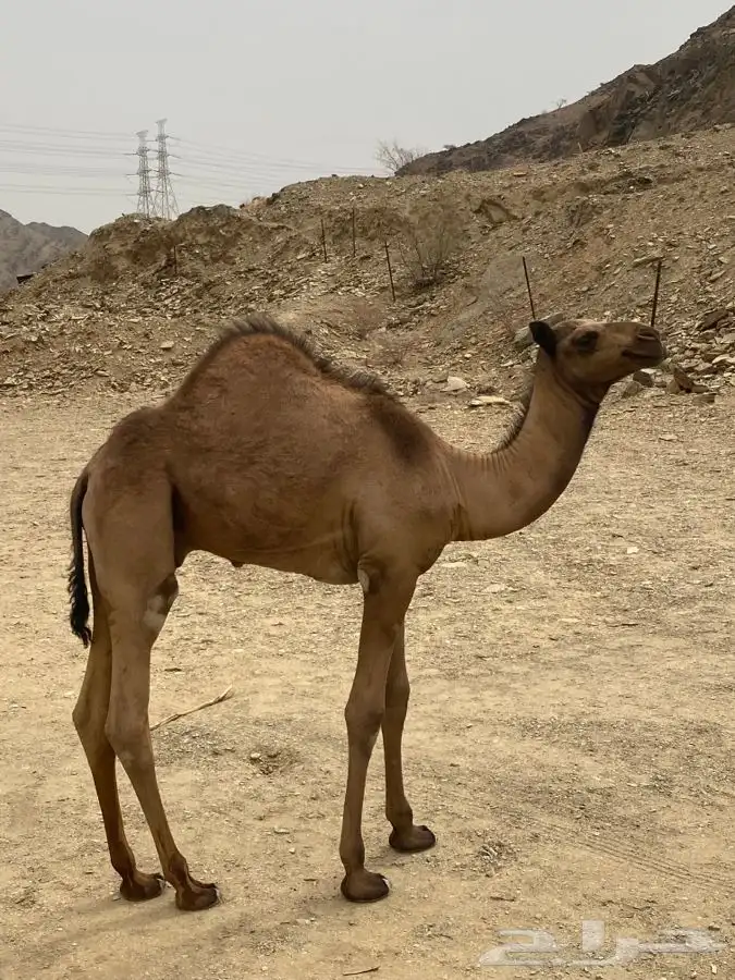 قعود لباني العمر 5 شهور 1