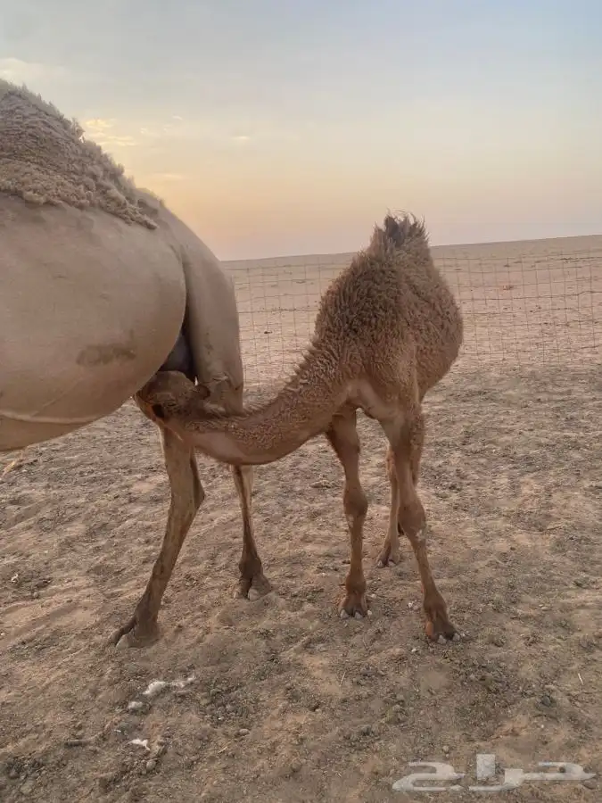 قعود 1