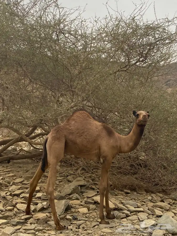قعود لباني العمر 5 شهور 0