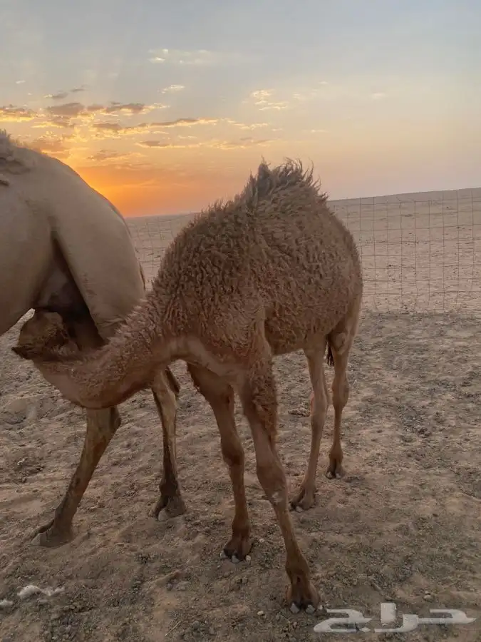 قعود 0