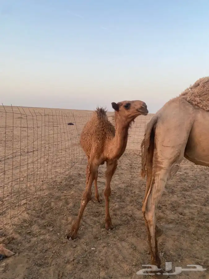 قعود 2