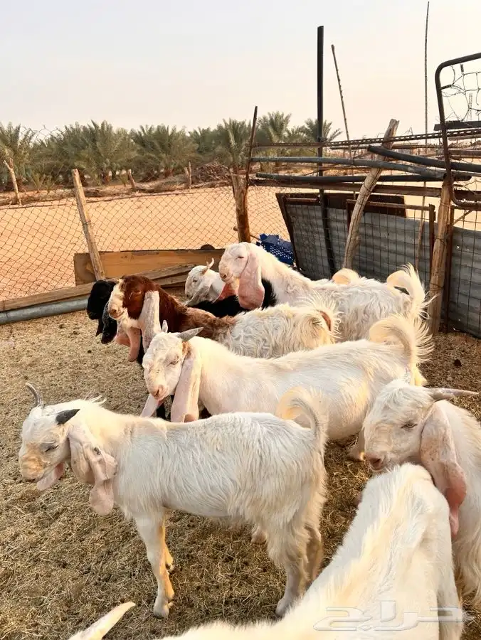 تيوس هولندية 1