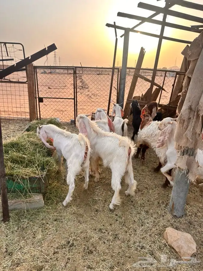 تيوس هولندية 4