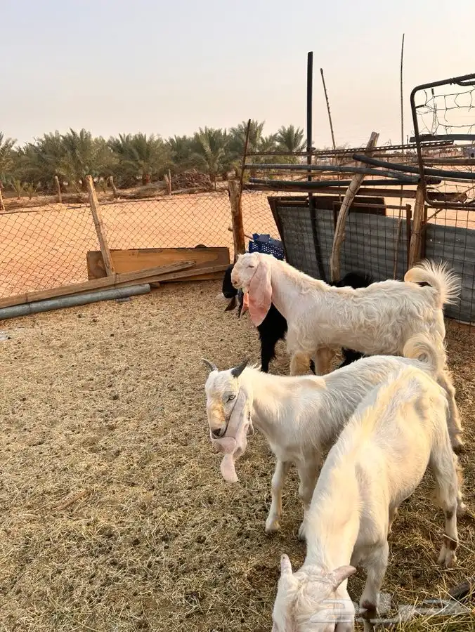 تيوس هولندية 2
