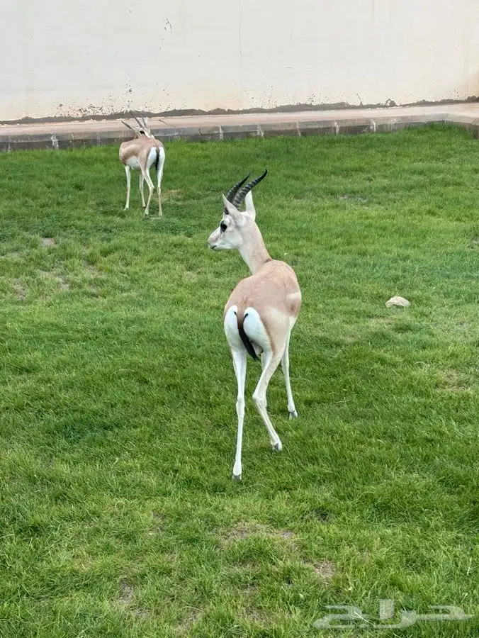 جوز غزال الريم العمر سنه و 7 شهور 0
