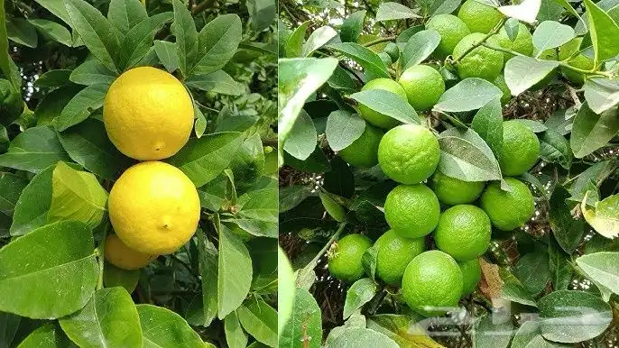 مزرعه للبيع في تربه البقوم (قريةالعلبه) 2
