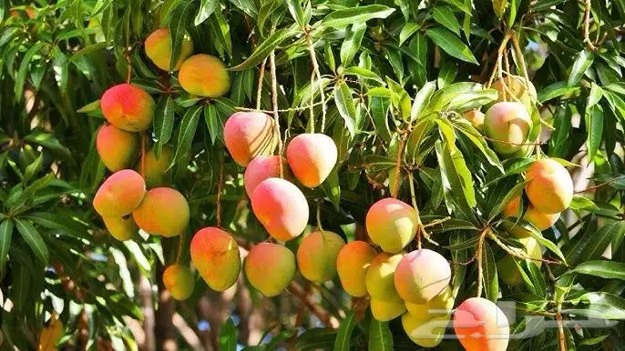 مزرعه للبيع في تربه البقوم (قريةالعلبه) 1