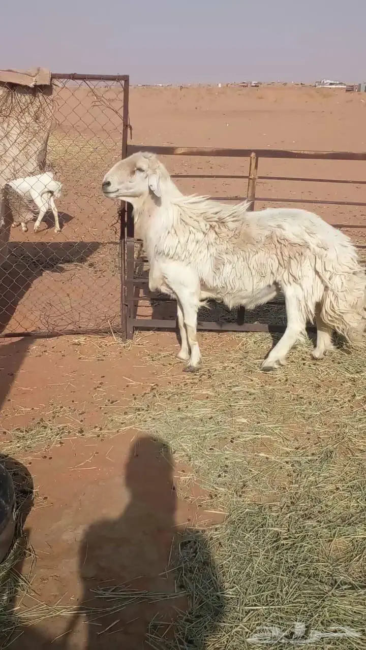 اعرض لكم فحل حري كفوا 0