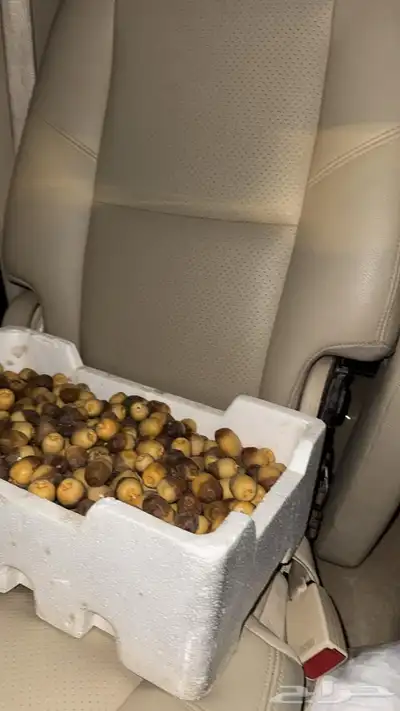 رطب روثانه 1