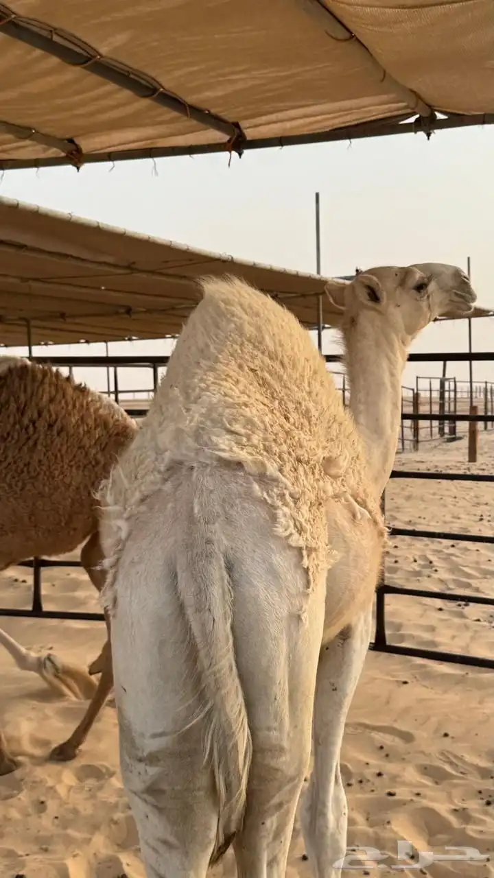 3 قعدان للبيع 7 شهور 0