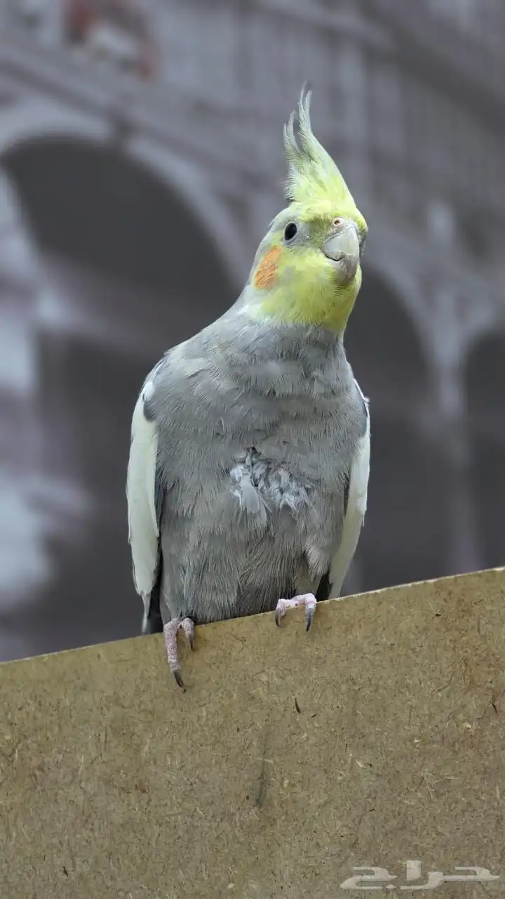 كروان للبيع 1