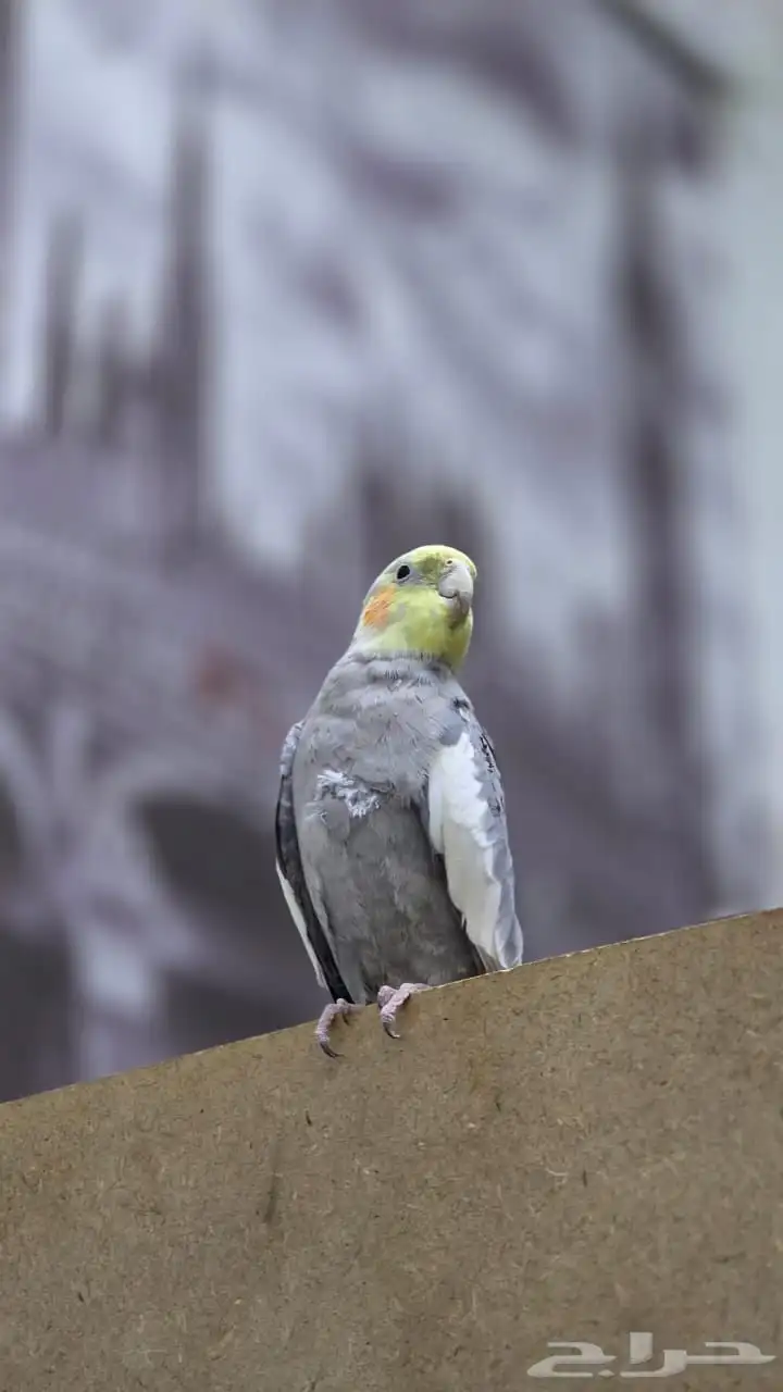 كروان للبيع 3