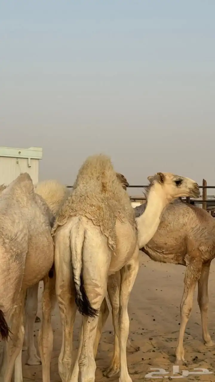 3 قعدان للبيع 7 شهور 2
