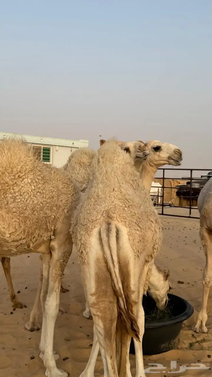 3 قعدان للبيع 7 شهور 1
