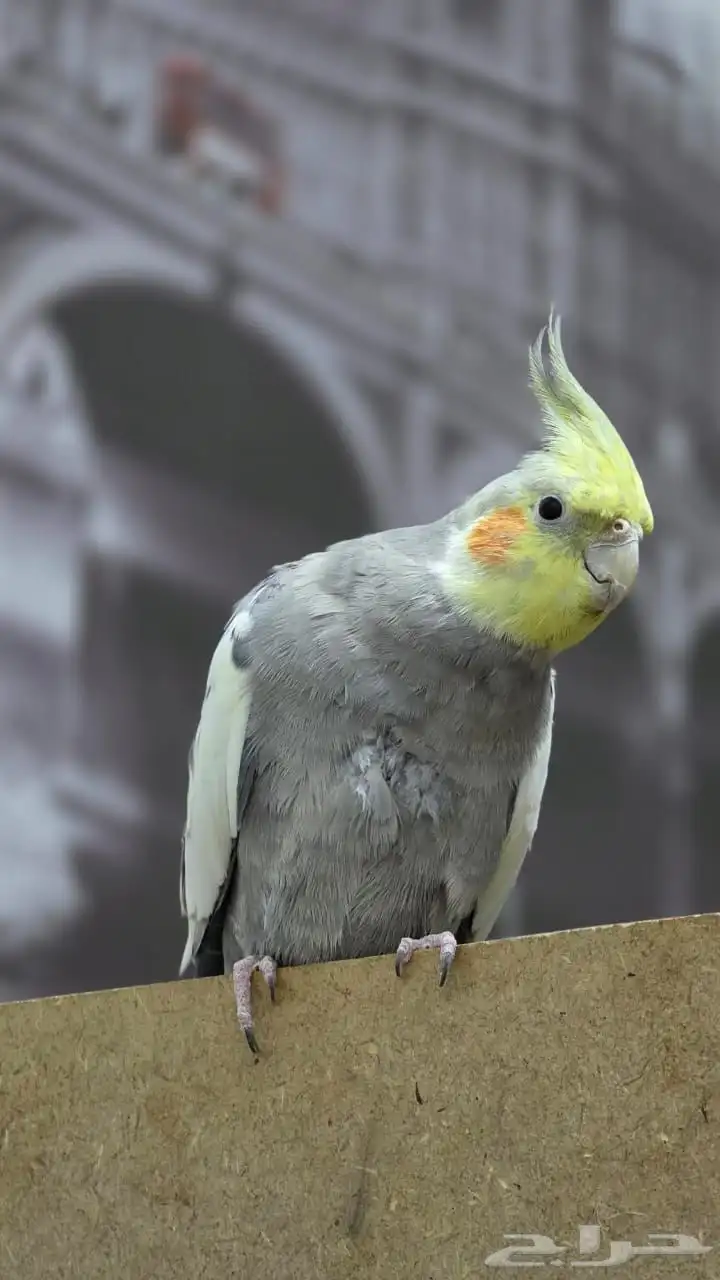 كروان للبيع 0