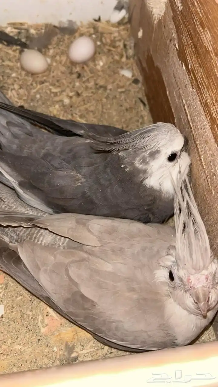 اعرض لكم زوج كروان منتج شرط 0