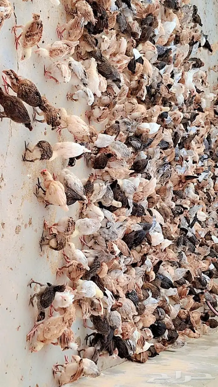 صوص دجاج 2