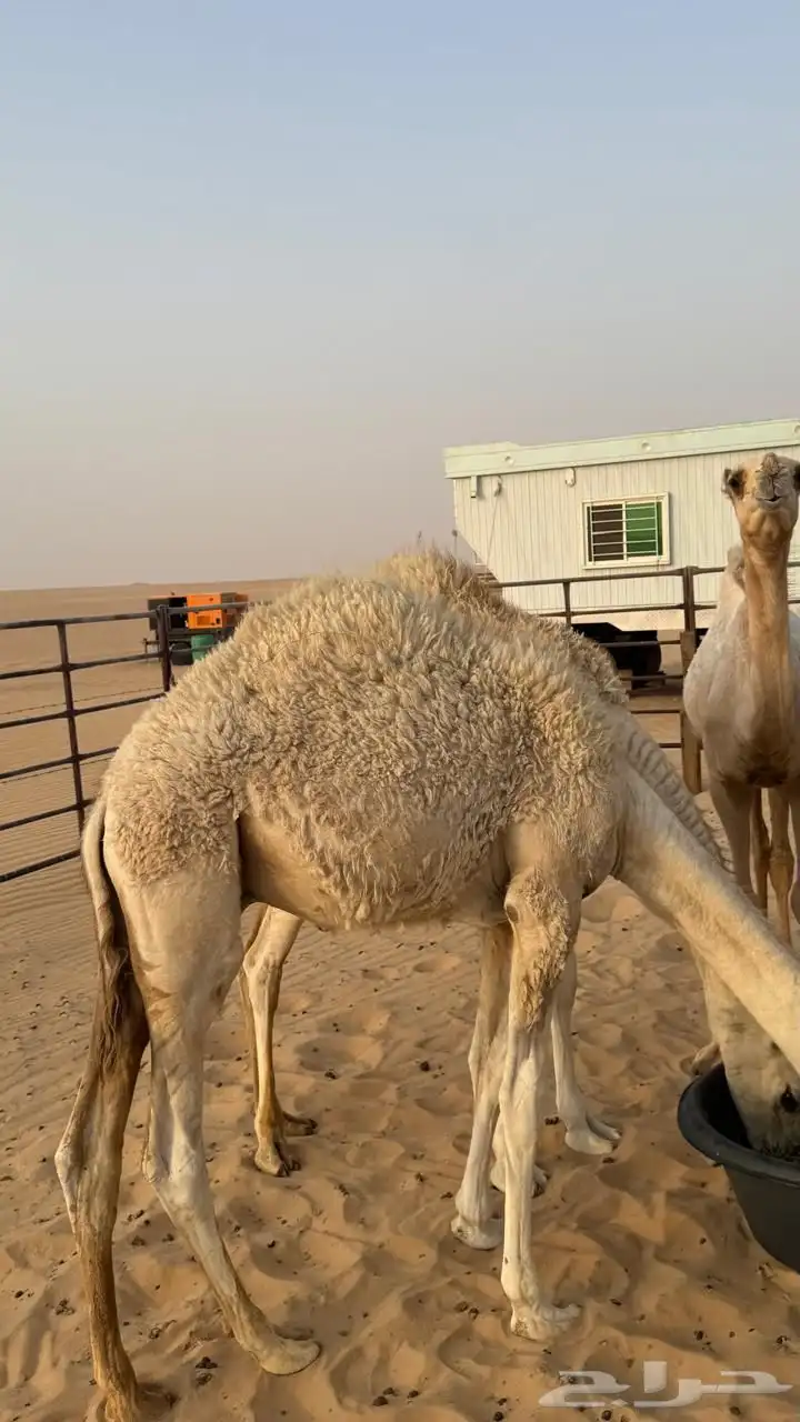 3 قعدان للبيع 7 شهور 4