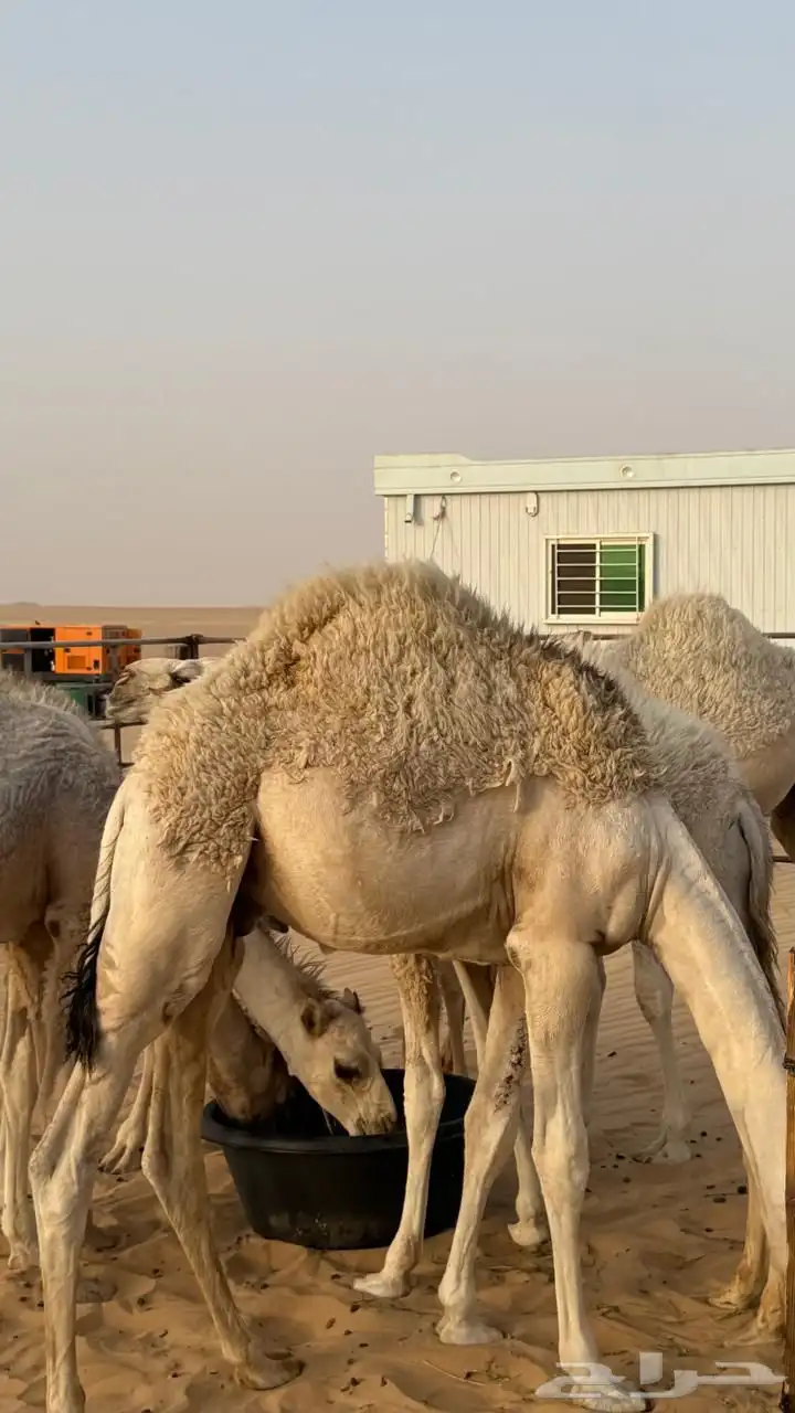 3 قعدان للبيع 7 شهور 3
