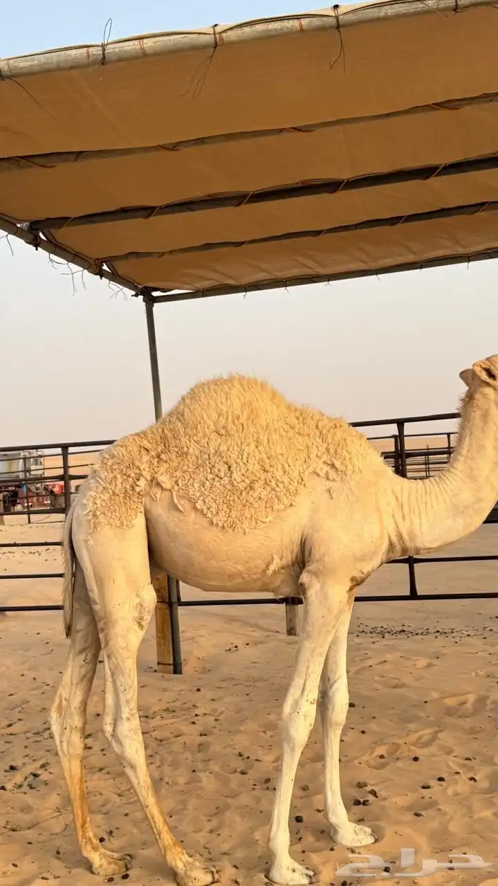 3 قعدان للبيع 7 شهور 5