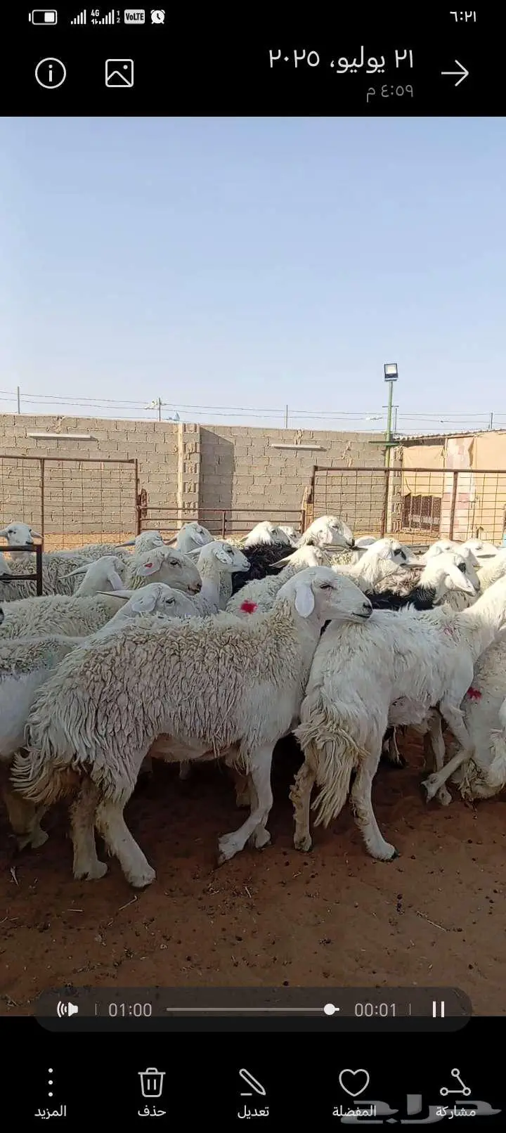 للبيع حريات حرش طيبه دفيع ومتابيع 10