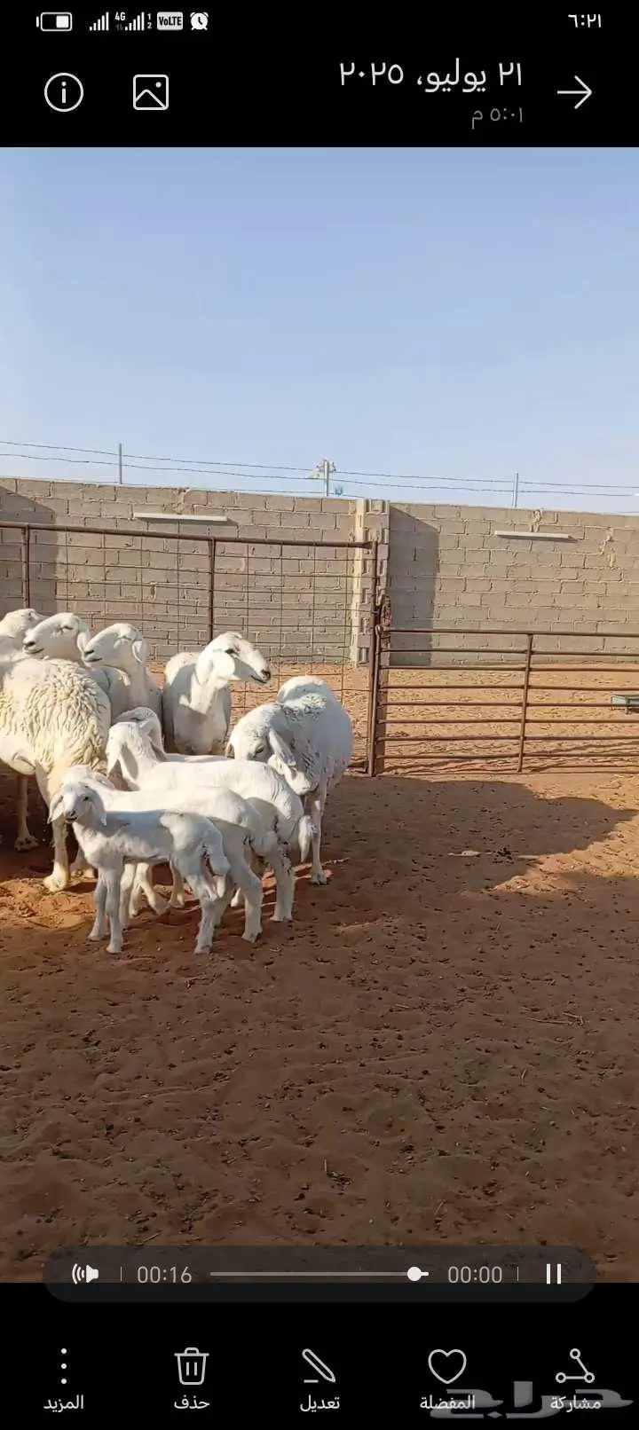 للبيع حريات حرش طيبه دفيع ومتابيع 11