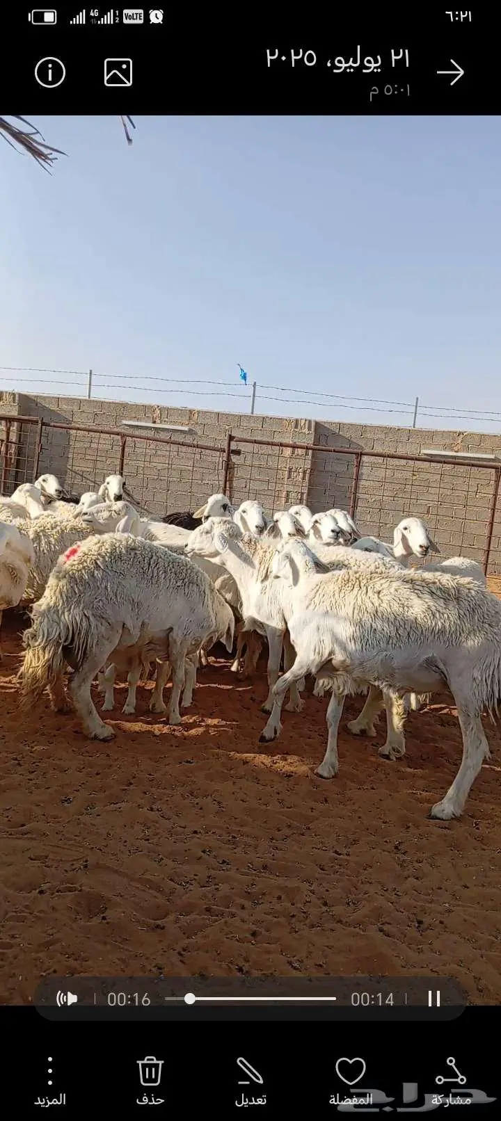 للبيع حريات حرش طيبه دفيع ومتابيع 9