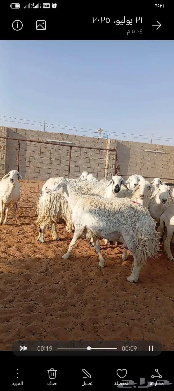 للبيع حريات حرش طيبه دفيع ومتابيع 6