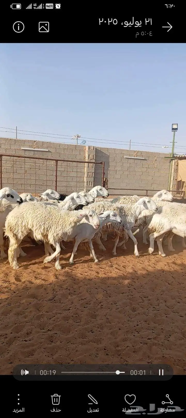 للبيع حريات حرش طيبه دفيع ومتابيع 5