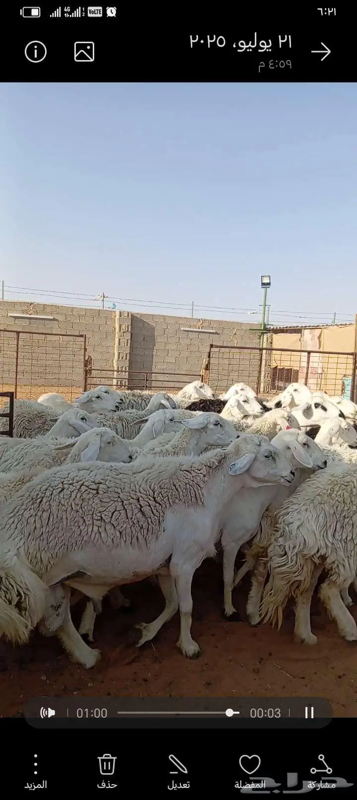 للبيع حريات حرش طيبه دفيع ومتابيع 4