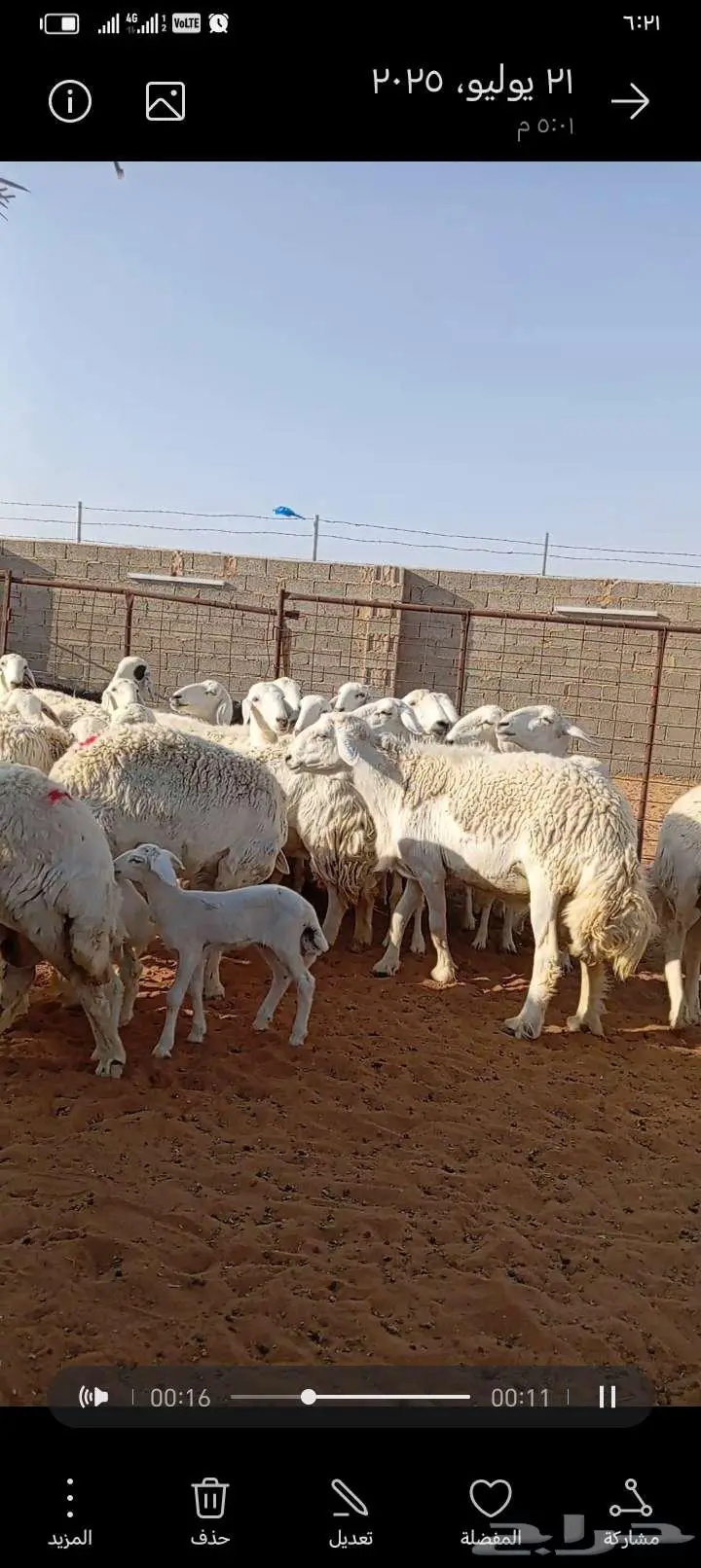للبيع حريات حرش طيبه دفيع ومتابيع 3