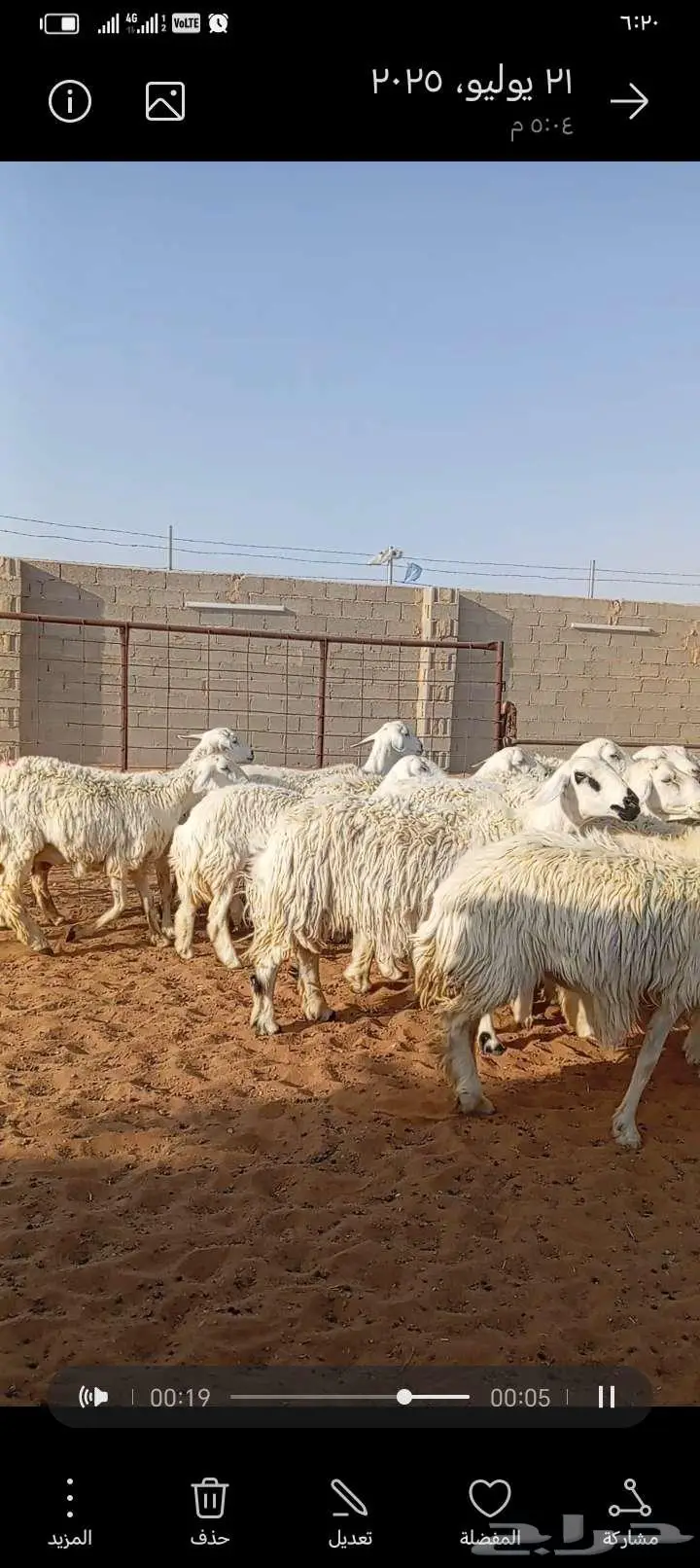 للبيع حريات حرش طيبه دفيع ومتابيع 2