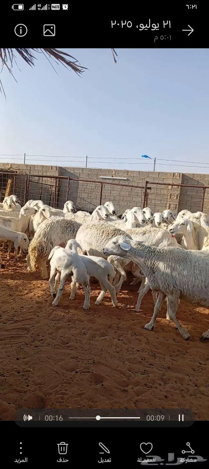 للبيع حريات حرش طيبه دفيع ومتابيع 1