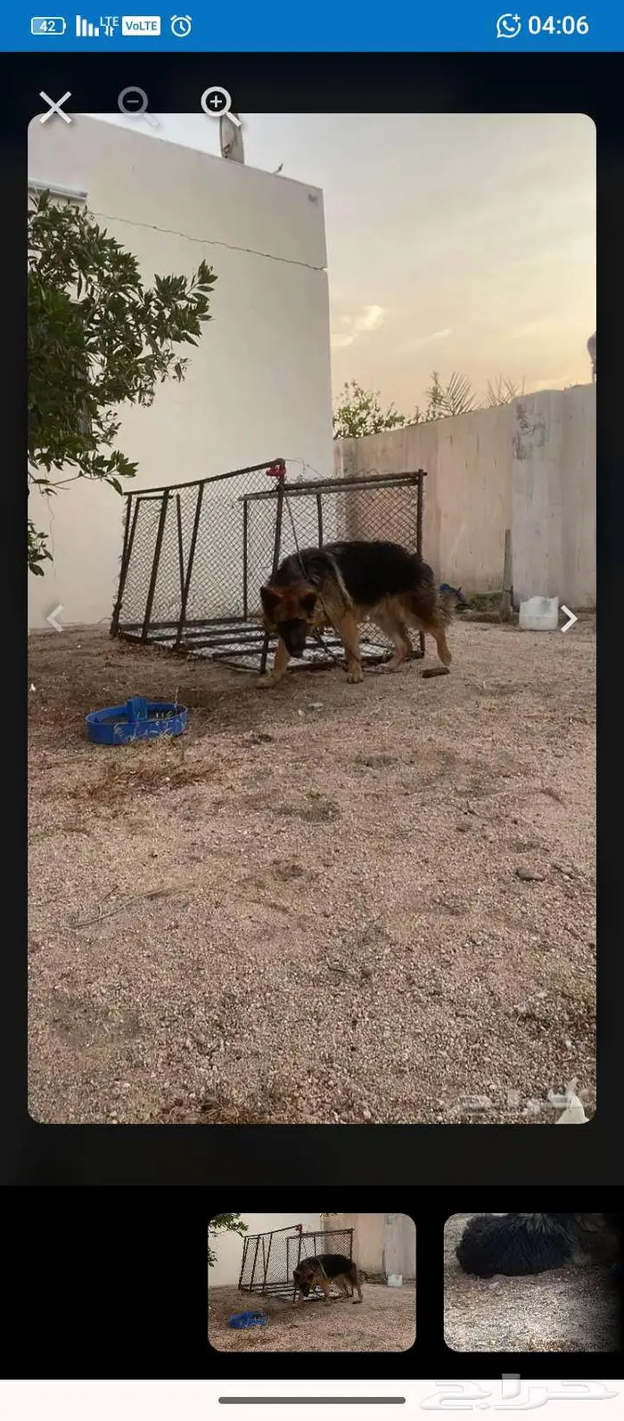 كلب جرمين شولاين 1