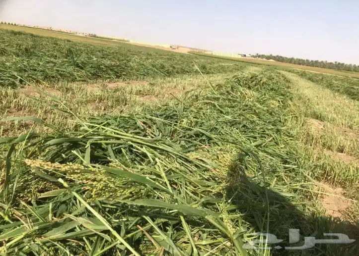 للبيع علف بلوبنك معه خلط مليسا 2