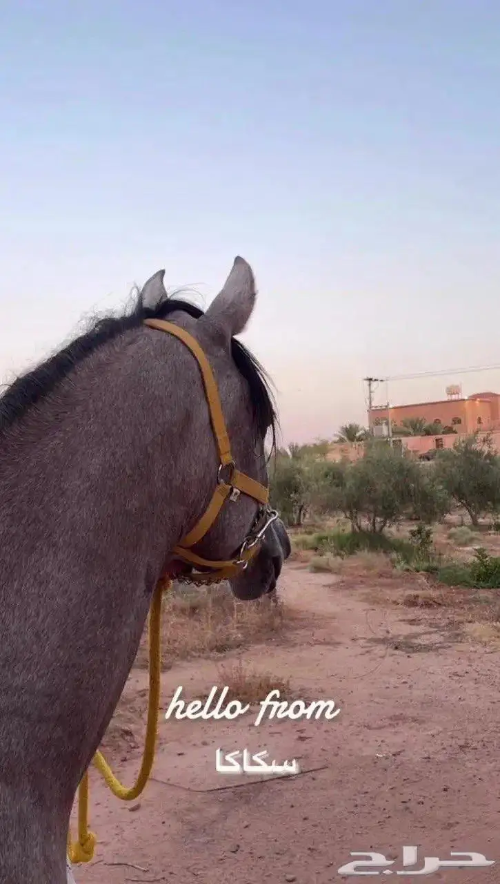 حصان شعبي شيخ 0