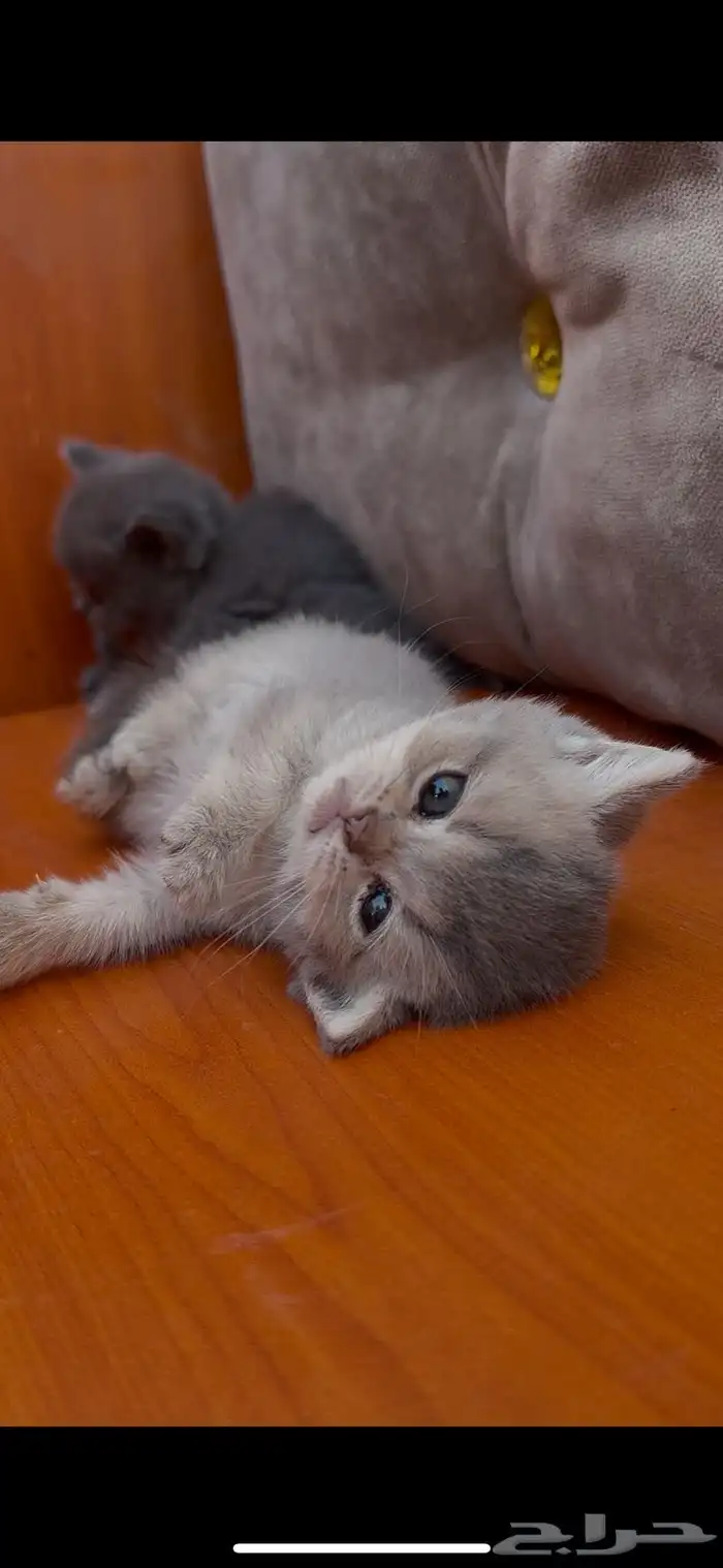 للبيع سكوتش سلفر انثى 0