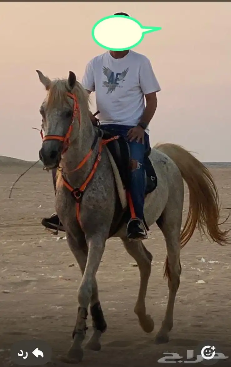 خيل اصيل للبيع 0