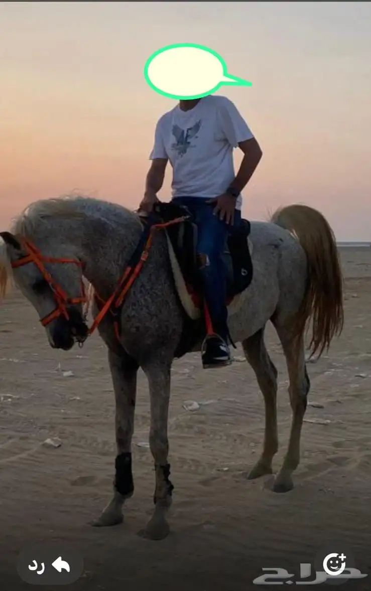 خيل اصيل للبيع 1