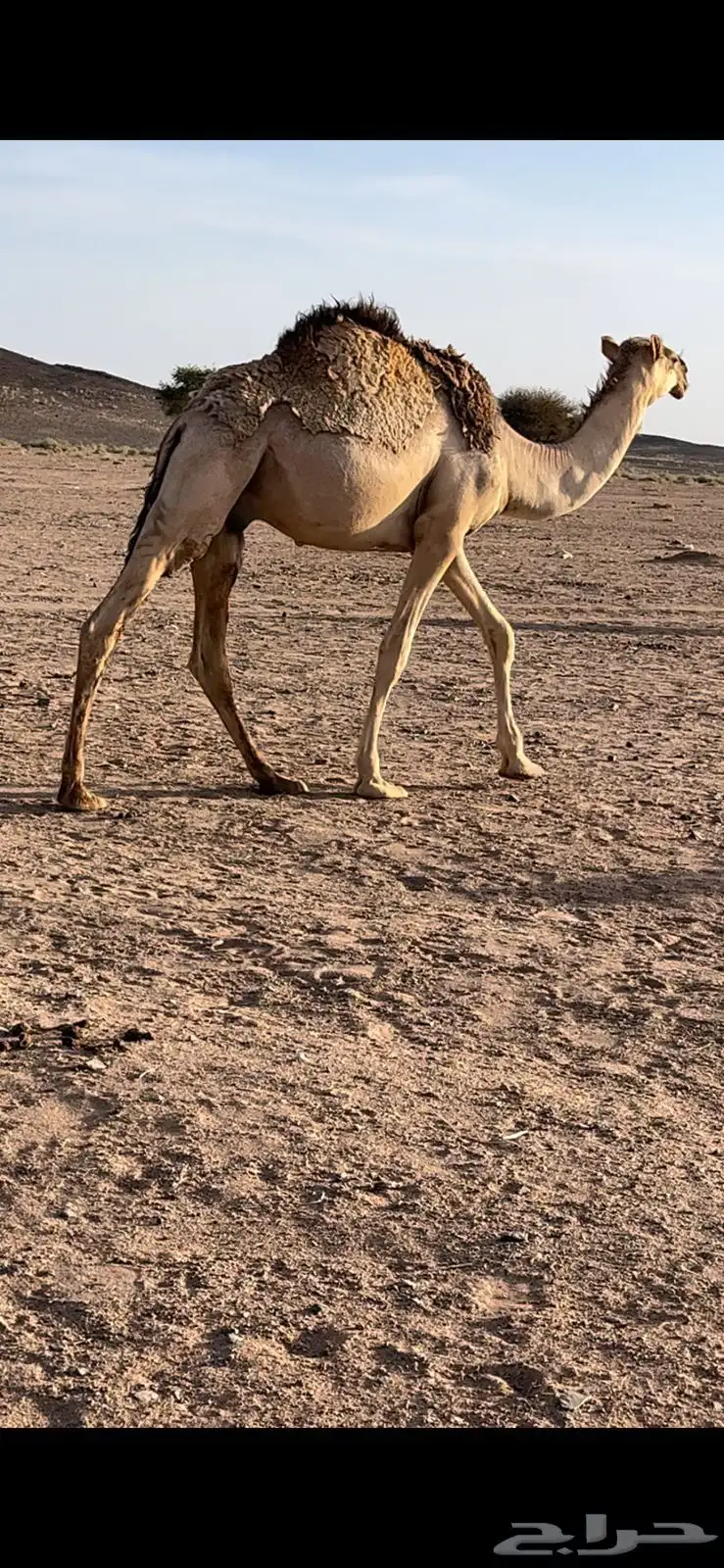 حشو للبيع 0