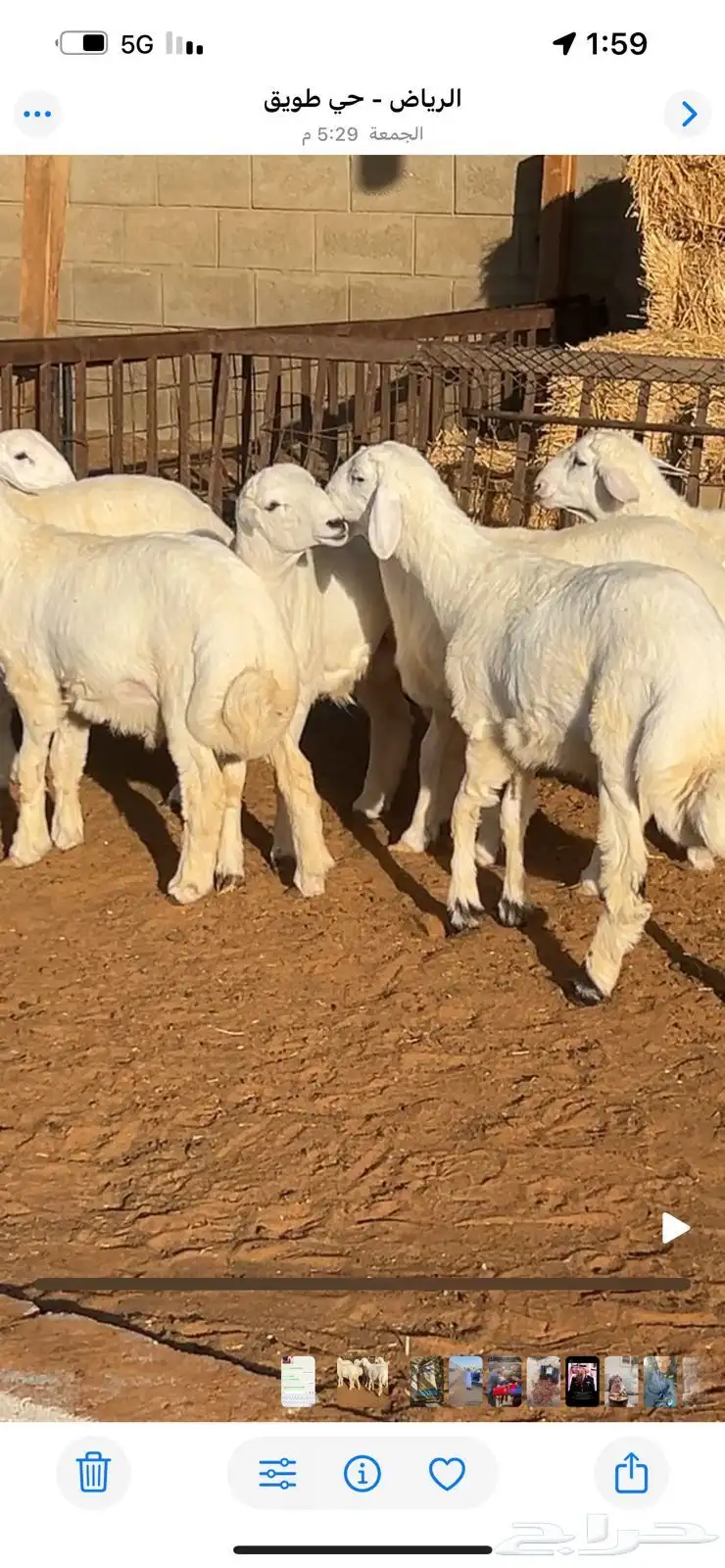 طليان حريات 0
