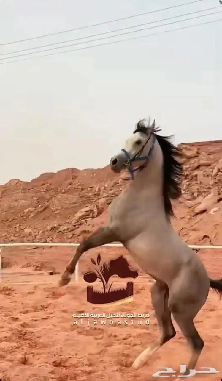 حصان شعبي شيخ 2