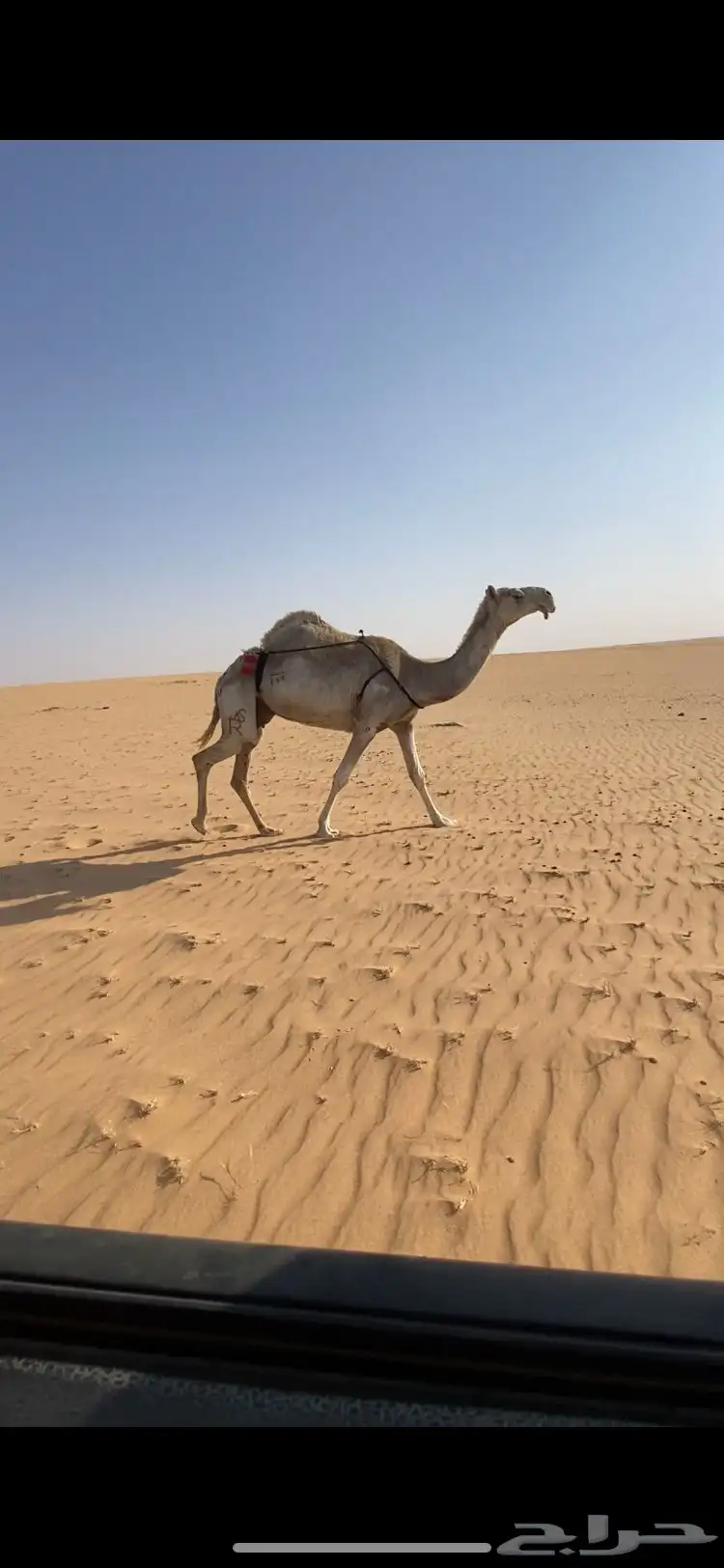 لقحه 0