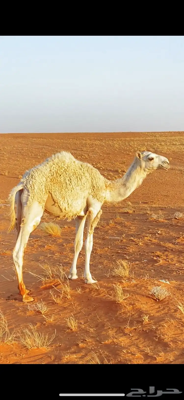 قعود للبيع 0