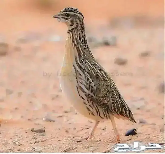 سمان فرى للاحم للأكل شحم ولحم وسمان بياض تربيه 2
