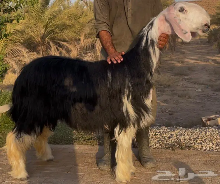 رخال نجد صنف 0