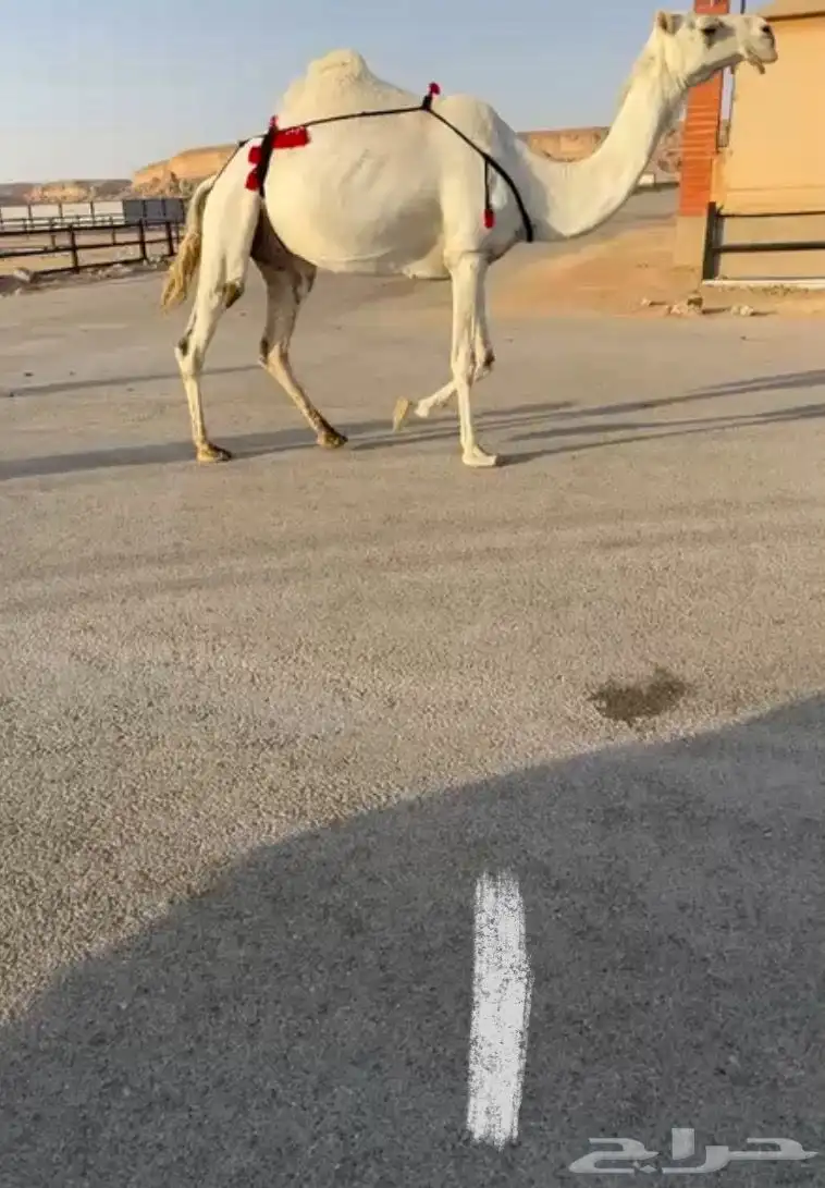 نياق لقحة للبيع 1