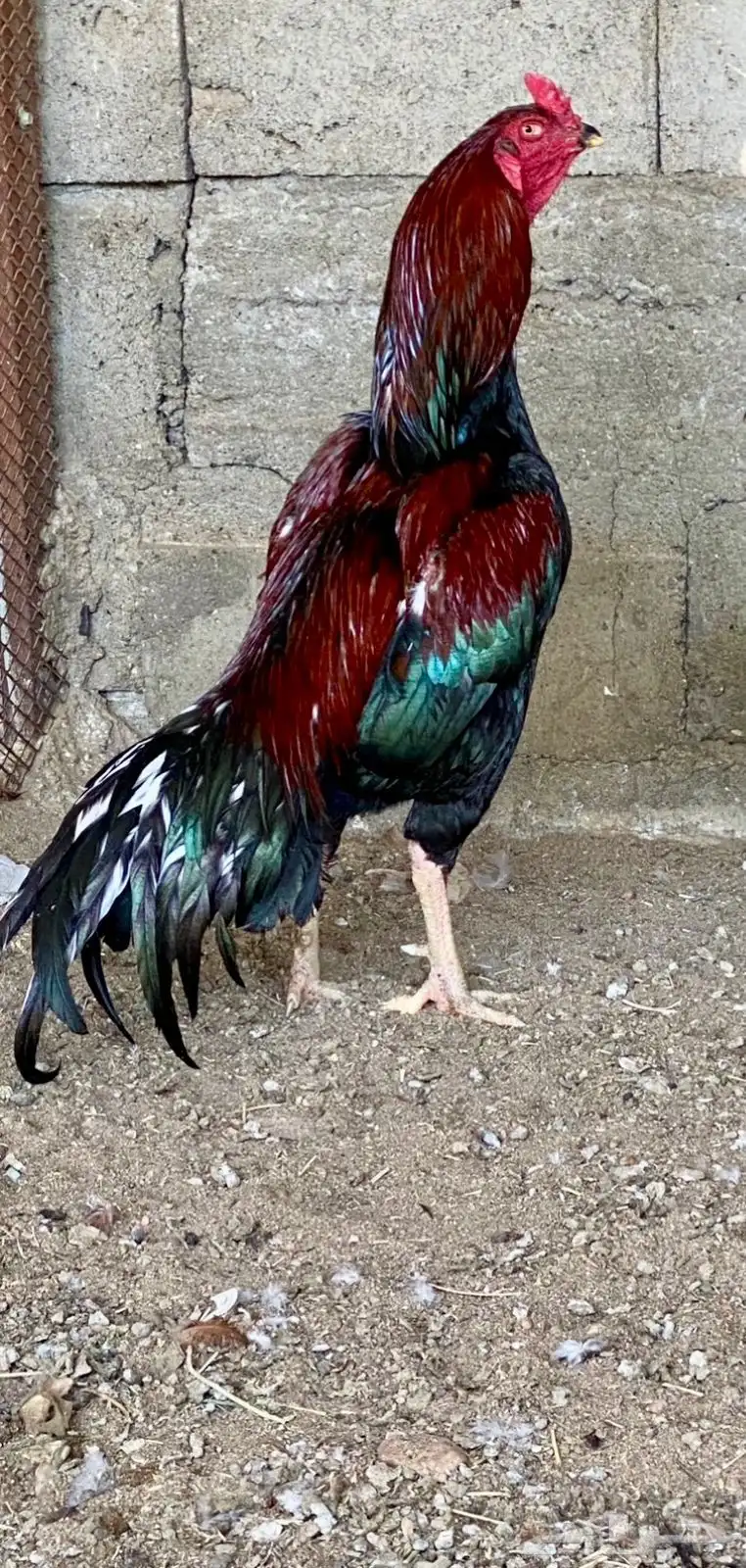 دجاج باكستاني سندي بيور 1