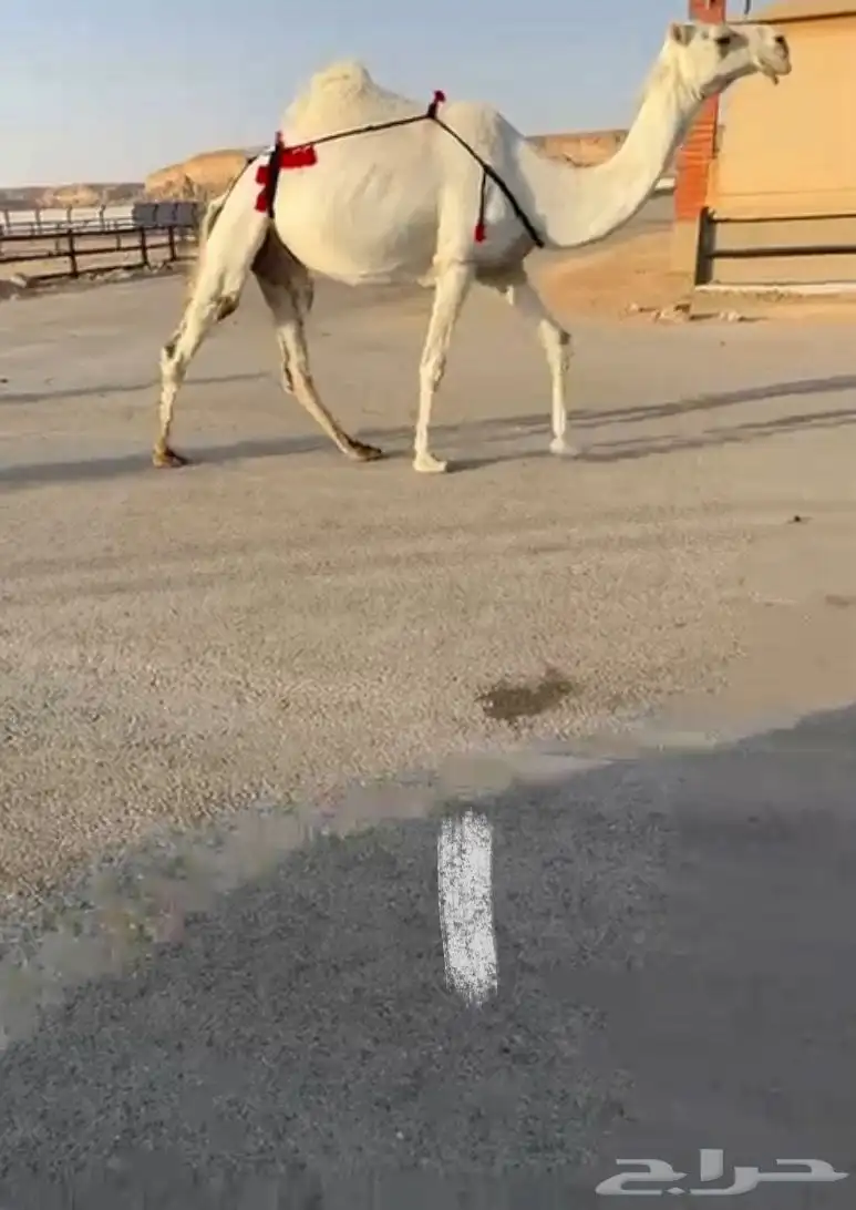 نياق لقحة للبيع 0